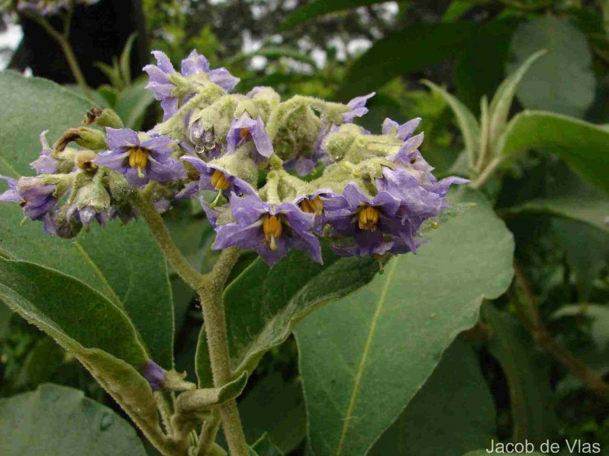 Solanum mauritianum Scop.